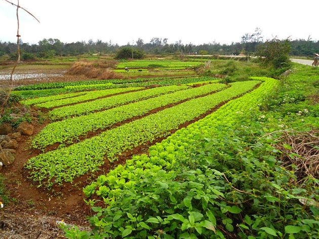800px-Farm_in_Hainan_01.jpg